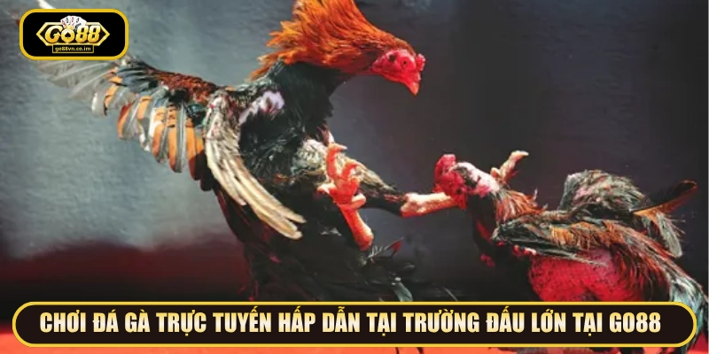 Chơi đá gà trực tuyến hấp dẫn tại trường đấu lớn tại GO88